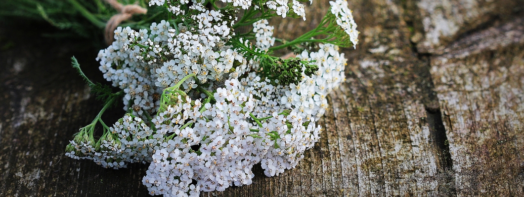 Achillea bianca per le emorroidi - Una soluzione naturale efficace