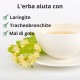 Tiglio - 3x60g