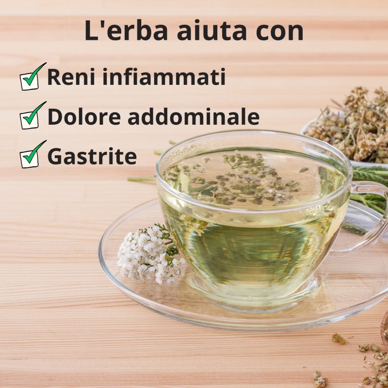 Achillea bianca - 50g