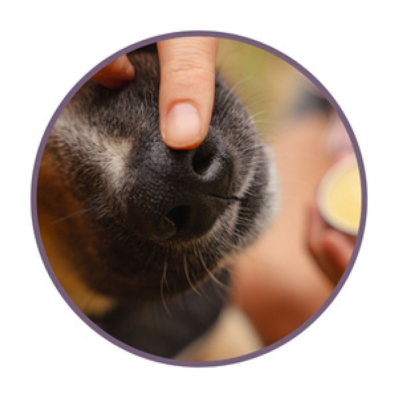 Pomate per animali domestici