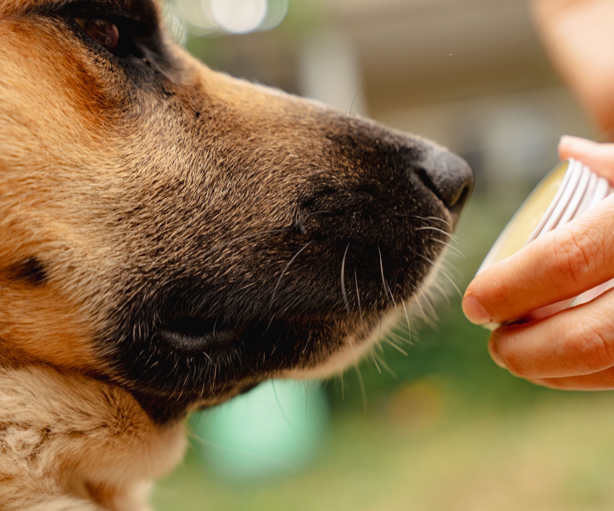 Balsamo rigenerante per zampe di cane con calendula