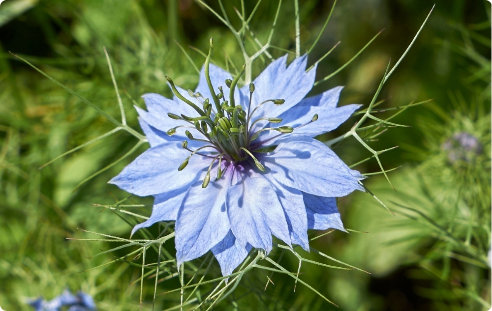 A cosa serve l'Olio vettore di Cumino Nero?