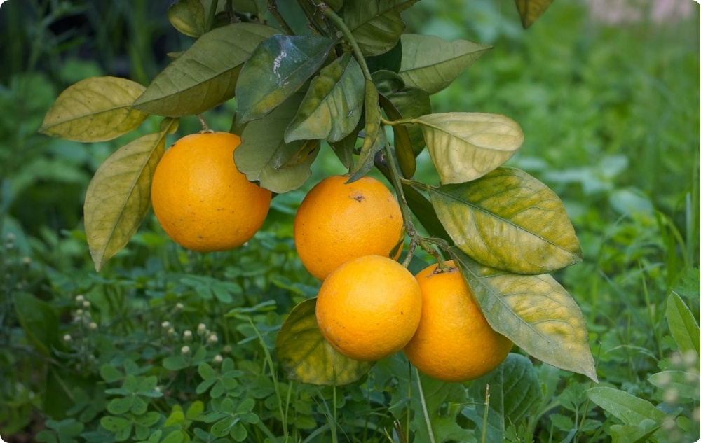 A cosa serve l'Olio essenziale di Clementina?