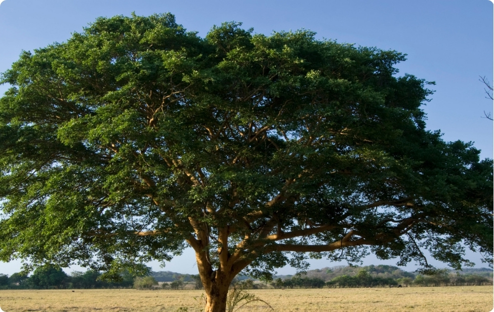 A cosa serve l'Olio essenziale di Copaiba?