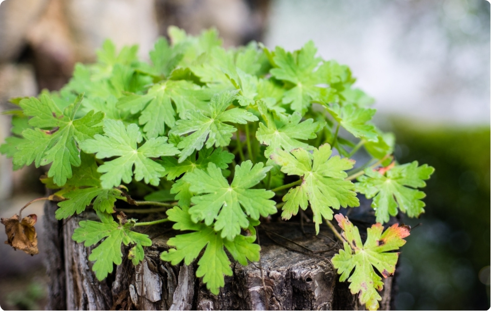 A cosa serve l'Acqua floreale di Geranio?