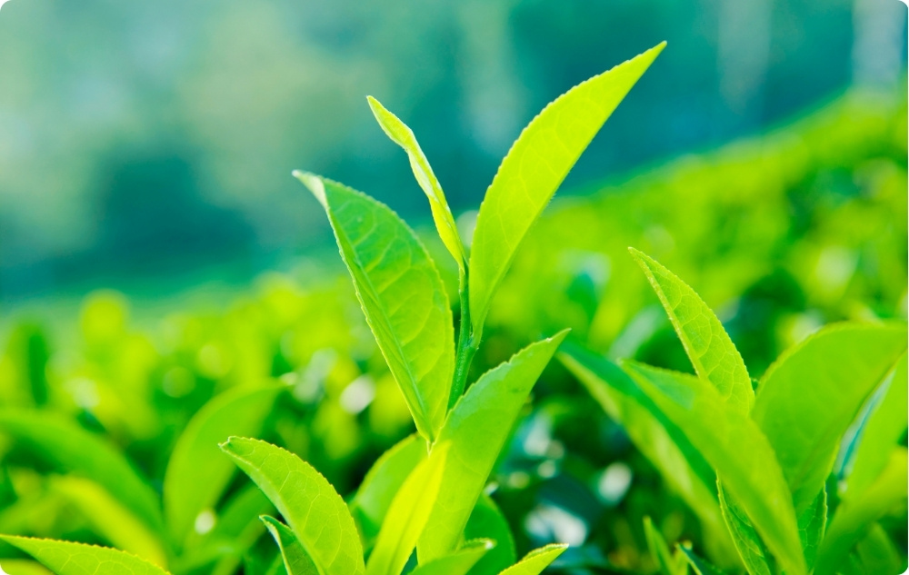 Tè verde