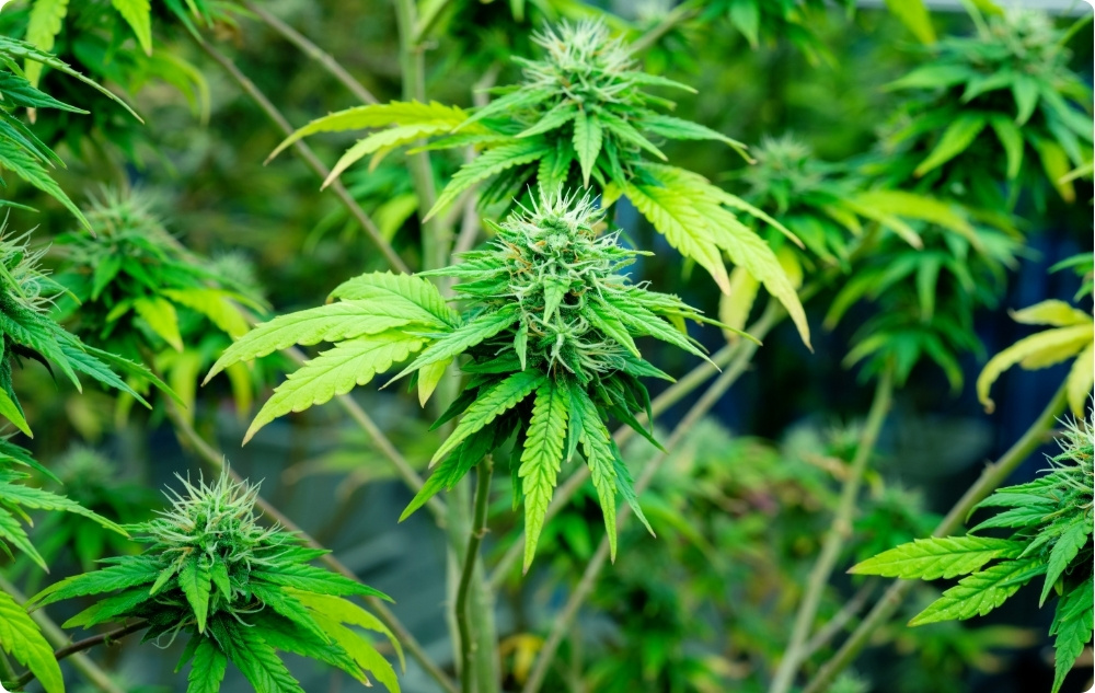 A cosa serve l'Olio vettore di Semi di Canapa?