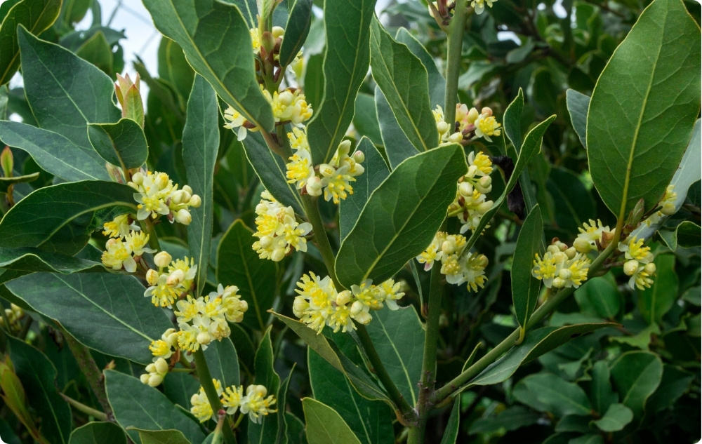 A cosa serve l'Olio essenziale di foglie di Alloro?