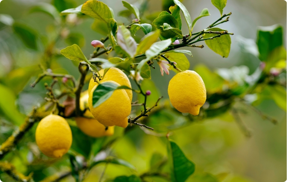 A cosa serve l'Olio essenziale di Limone?