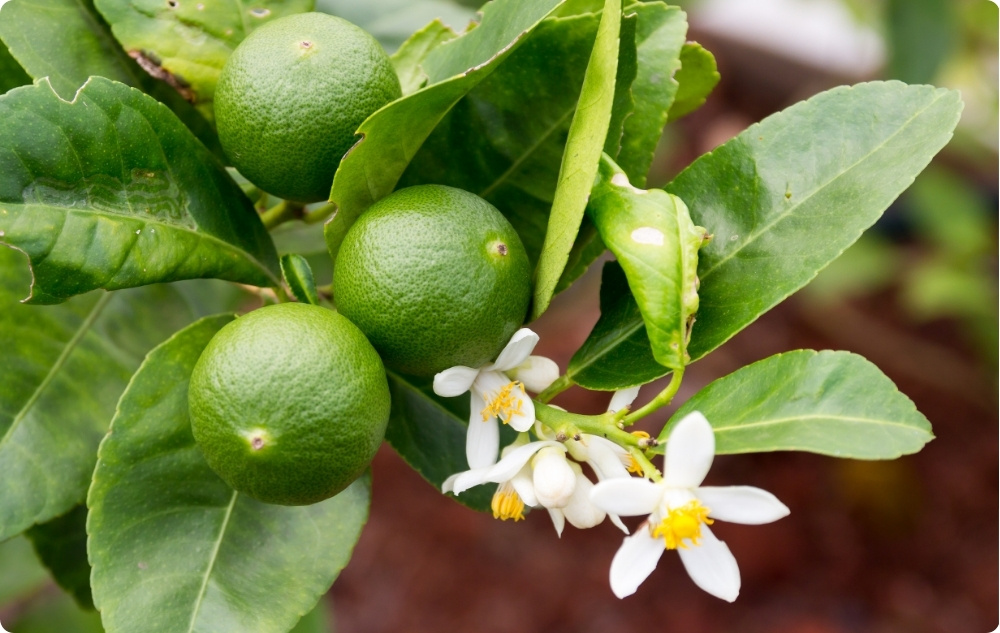 A cosa serve l'Olio essenziale di Lime?