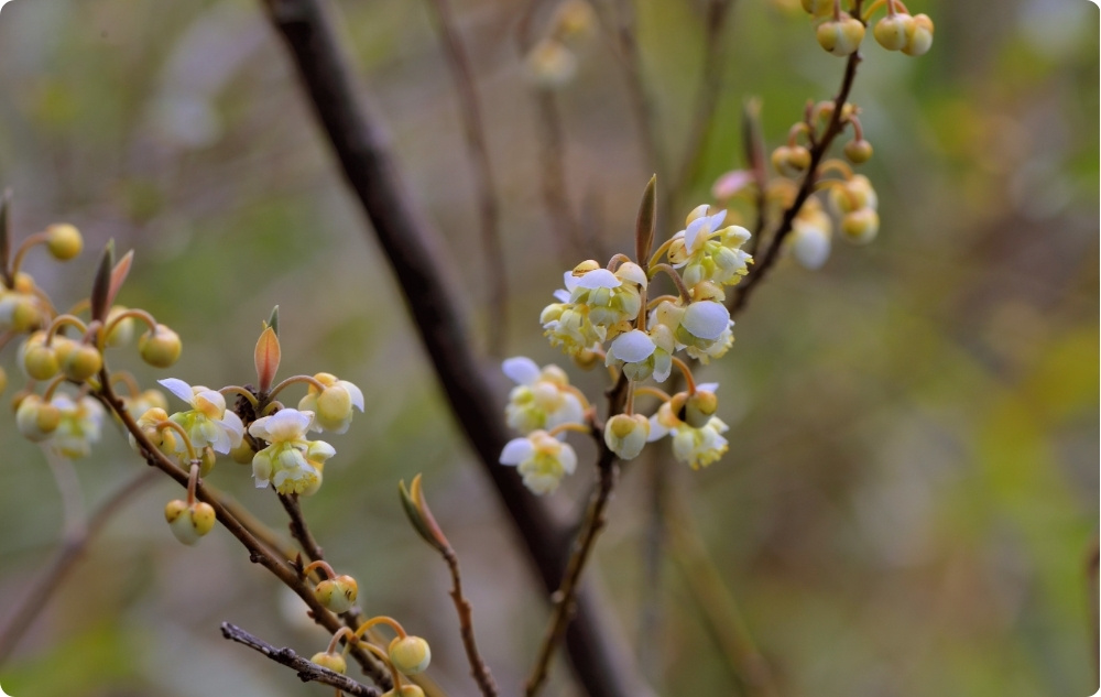 A cosa serve l'Olio essenziale di Litsea Cubeba?