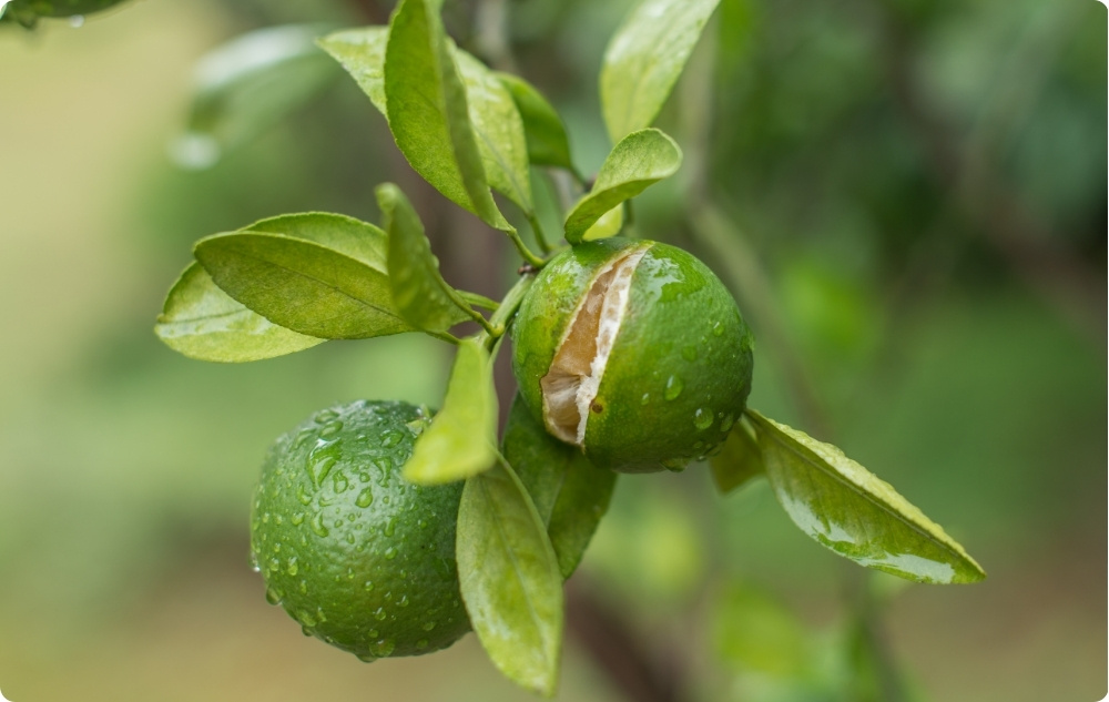 A cosa serve l'Olio essenziale di Mandarino?