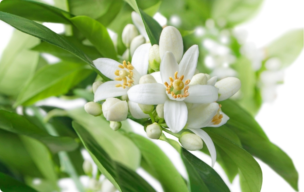 A cosa serve l'Olio essenziale di Neroli?