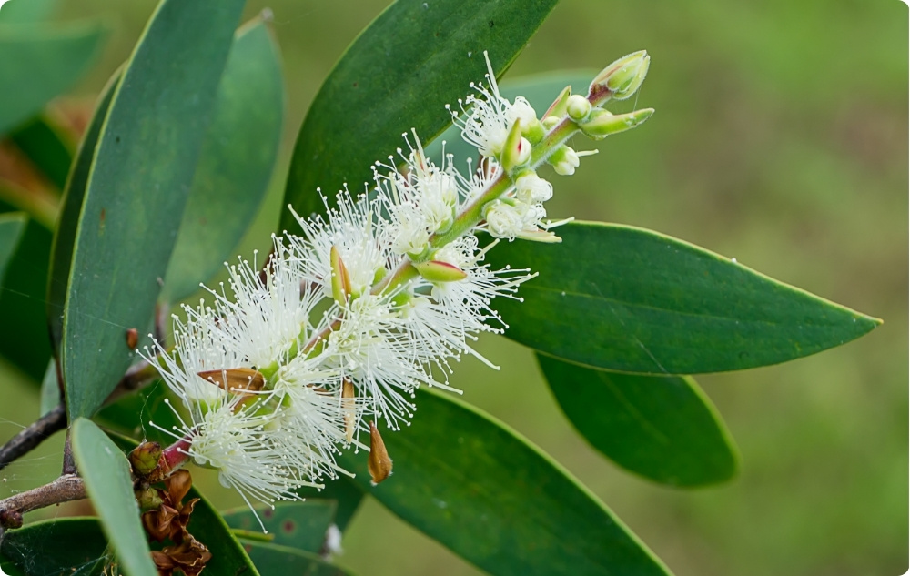 A cosa serve l'Olio essenziale di Niaouli?