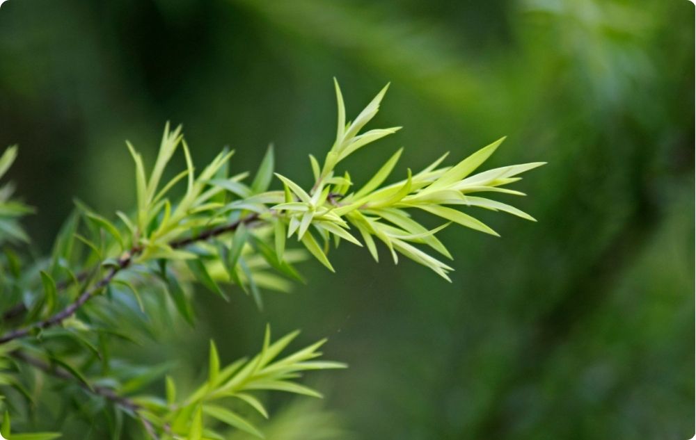 Olio dell'albero del tè