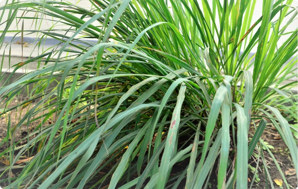 A cosa serve l'Olio essenziale di Palmarosa?