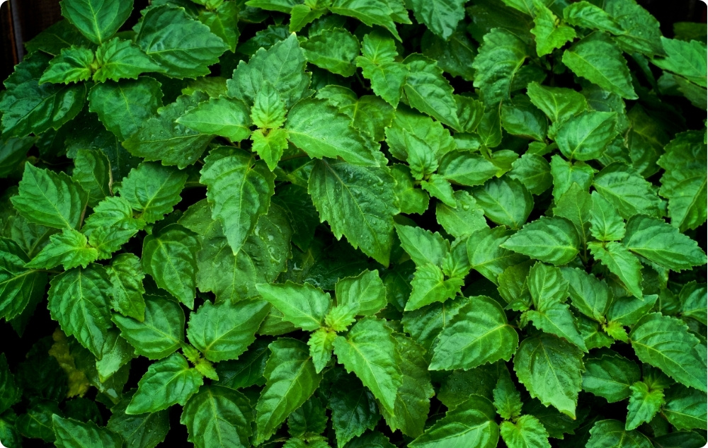 A cosa serve l'Olio essenziale di Patchouli?