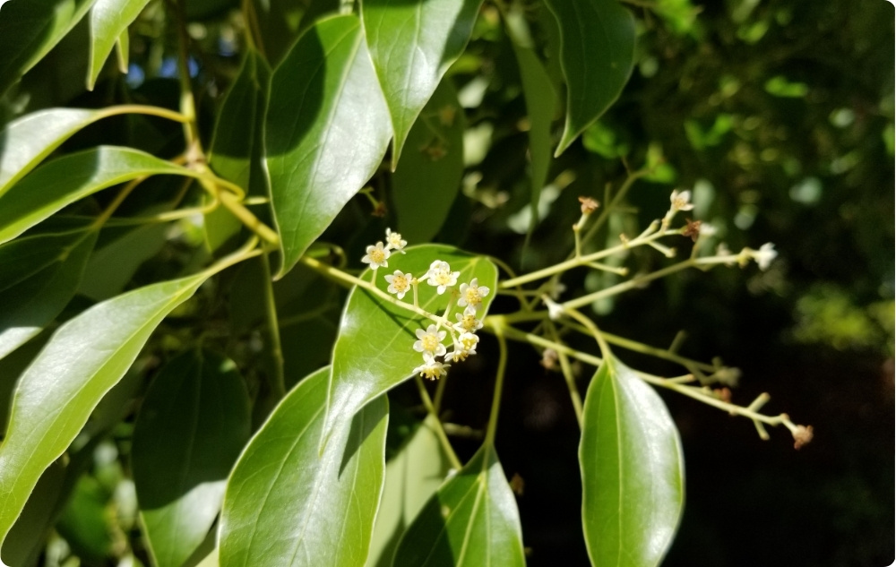 A cosa serve l'Olio essenziale di Ravintsara?