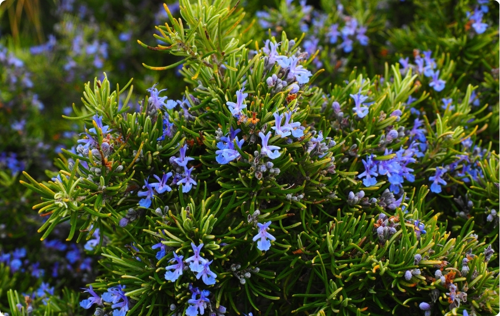 A cosa serve l'Olio essenziale di Rosmarino Cineolo?