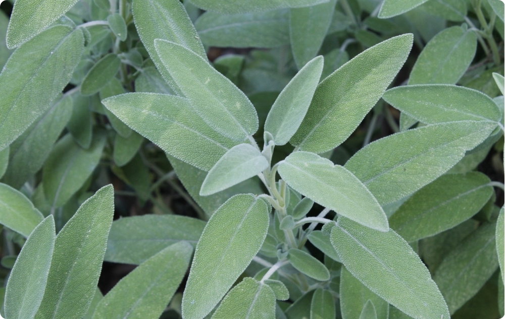 A cosa serve l'Olio essenziale di Salvia?