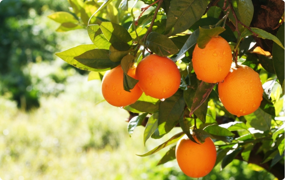 A cosa serve l'Olio essenziale di Arancia Dolce?