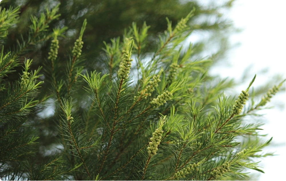 A cosa serve l'Olio essenziale di Albero del Tè?