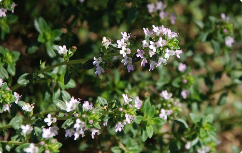 A cosa serve l'Olio essenziale di Timo e Timolo?