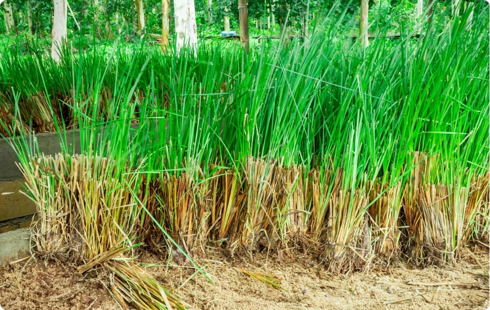 A cosa serve l'Olio essenziale di Vetiver?