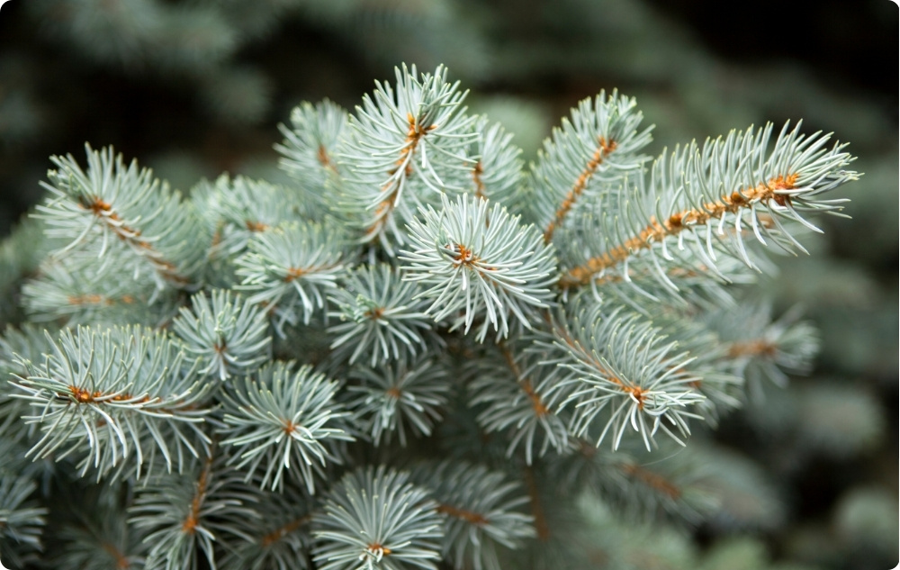 A cosa serve l'Olio essenziale di Abete Bianco?