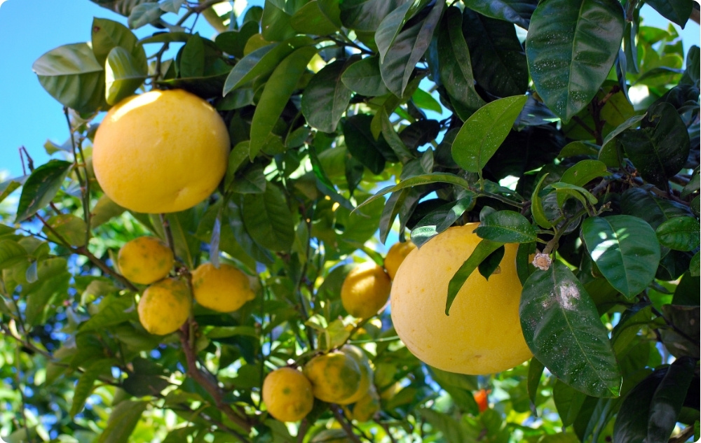A cosa serve l'Olio essenziale di Pompelmo Bianco?