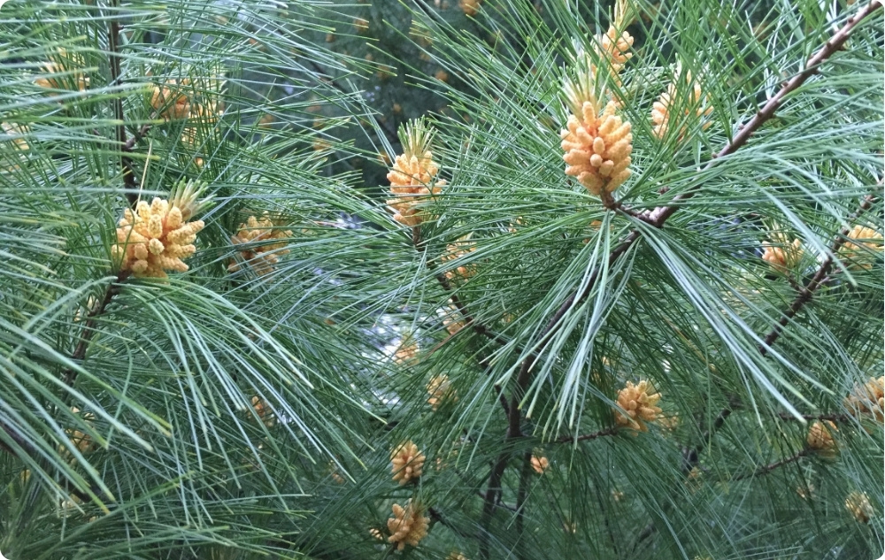 A cosa serve l'Olio essenziale di Pino Silvestre?