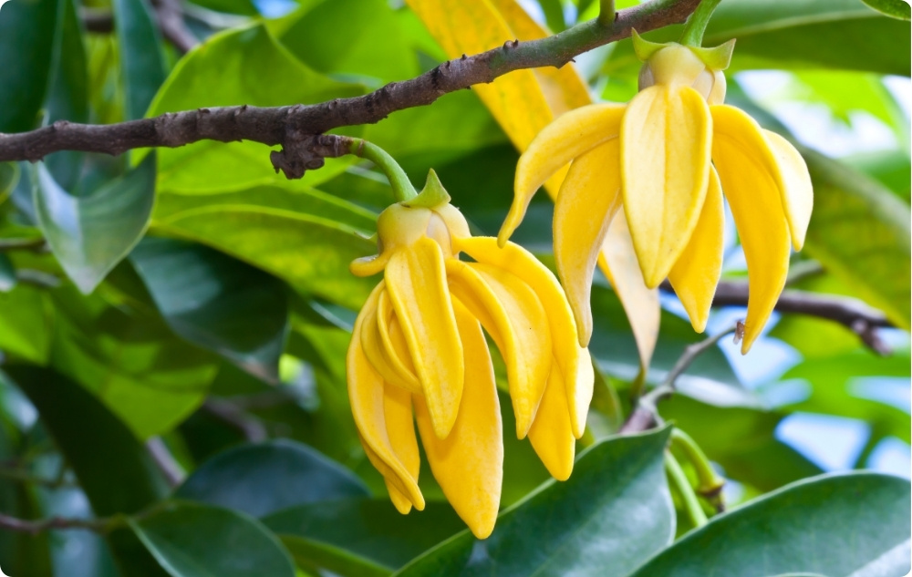 A cosa serve l'Olio essenziale di Ylang-ylang?