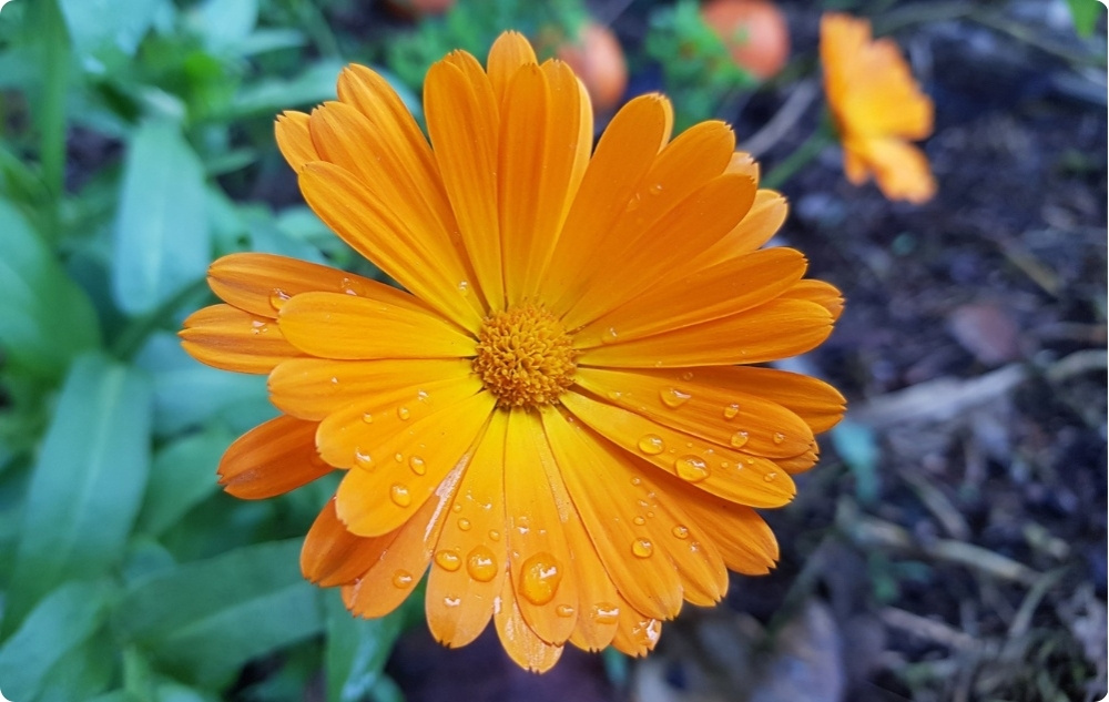 Pomata per Ustioni e Ferite con Calendula - 40ml