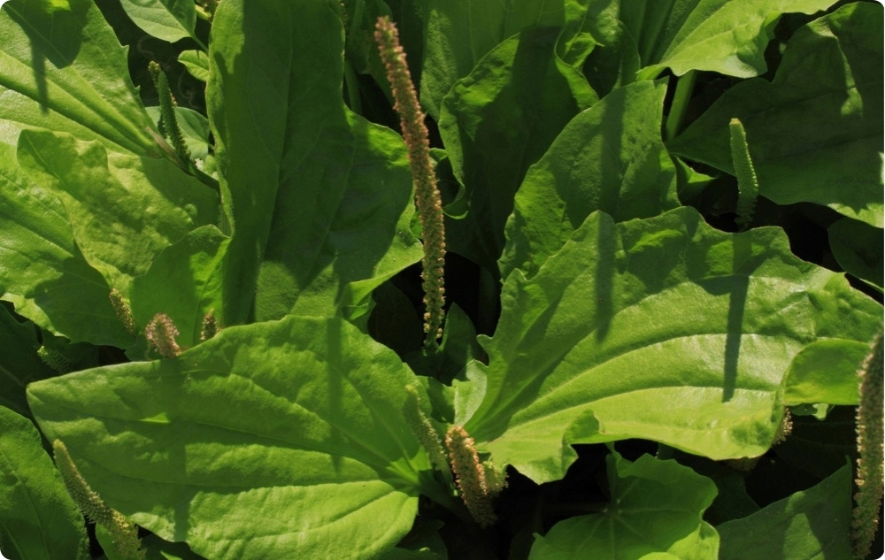 Pomata per Prurito All'ossido Di Zinco - 40ml