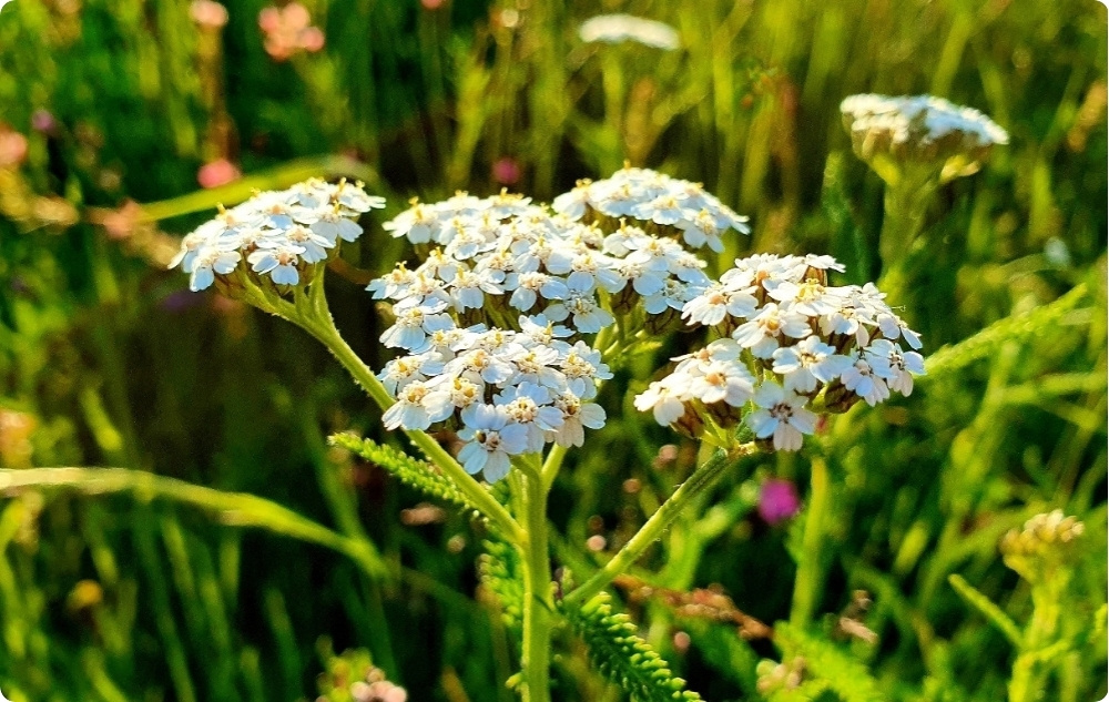 Pomata per Emorroidi con Achillea Bianca - 40ml
